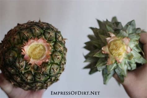 How To Grow A Pineapple From The Grocery Store Empress