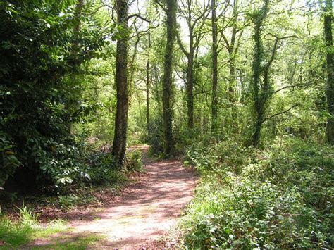Ancient Woodland, Cornwall | Walk Ancient Woods at Porfell, near Looe