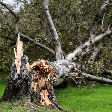 Storm Damage Fallen Trees The Tree Doctors