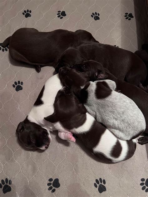 Heather Swallows German Shorthaired Pointer Puppies For Sale Born