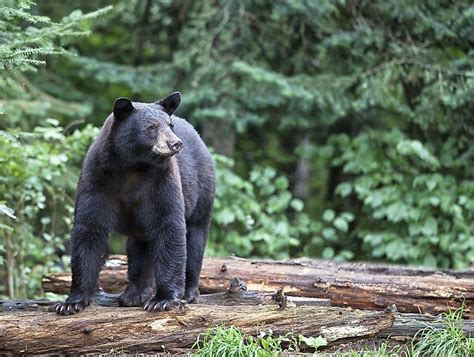 American Black Bear Facts Habitat Diet Adaptations Pictures