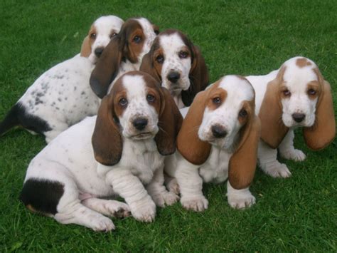 Basset Hound Puppies For Sale Las Vegas Nv 230056