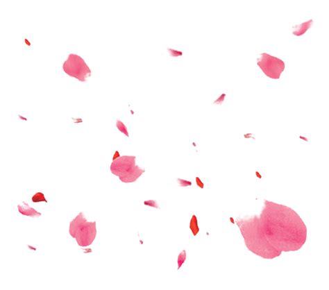 Pink Rose Flower Petals Png Clipart Png All Png All
