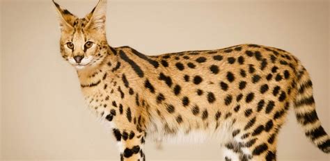 Rachel Vennya Pelihara Kucing Serval Bagaimana Cara Merawatnya
