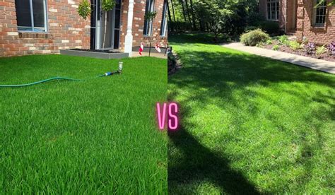 Perennial Ryegrass Vs Tall Fescue Use This One In Your Lawn