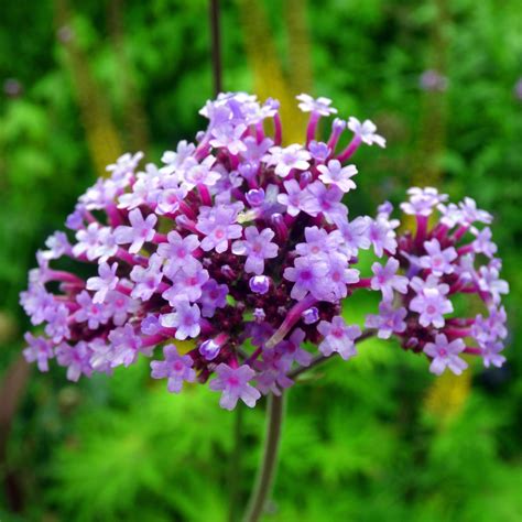 Verveine Bonariensis Violet Verbena Bonariensis Floraison Crpodt