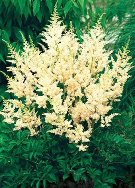 Astilbe Snowdrift Perennial Plant Sale Shipped From Grower To Your Door
