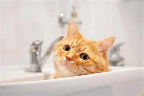 Why Does My Cat Lick The Bathtub Kitty Cat Tips