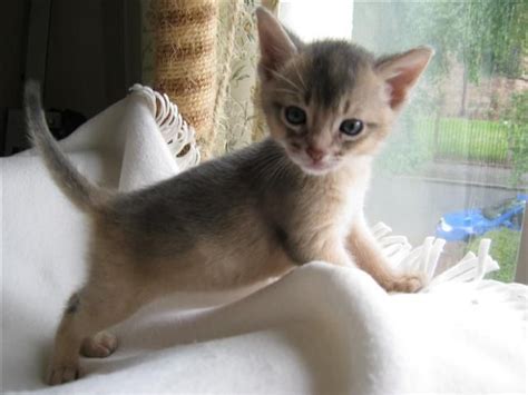 Limited registered abyssinian cat prices. Abyssinian Cats For Sale | Houston, TX | Abyssinian cats ...