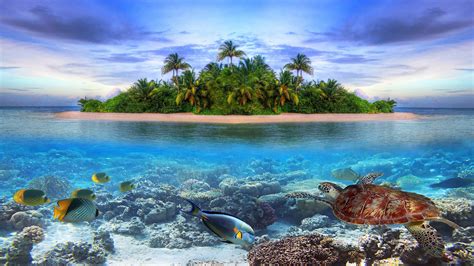Marine Life On A Tropical Island In The