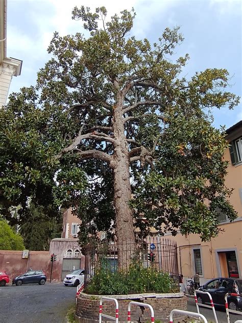 Via Della Lungara Rome Curiosities And Principal Attractions