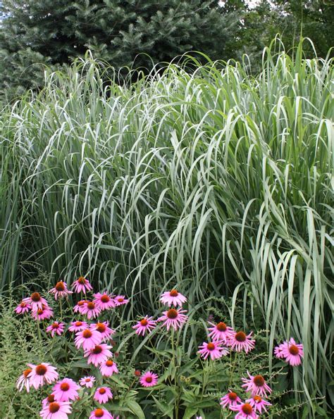 Ornamental Grasses 10 Great Ones For Your Sunny Garden