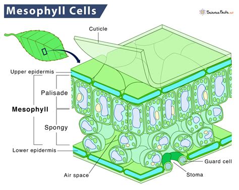 Mesophyll Cells Definition Structure Functions Diagram