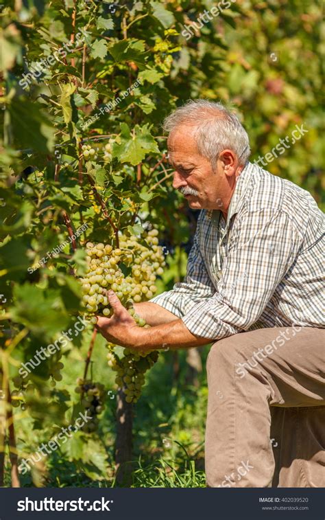 Viticulturist Showing Big Grape Cluster Vineyard Stock Photo 402039520