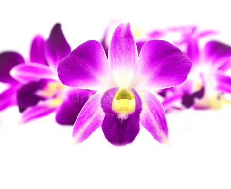 Pink Orchid Flowers Stock Photo Image Of Beginning Background 44823222