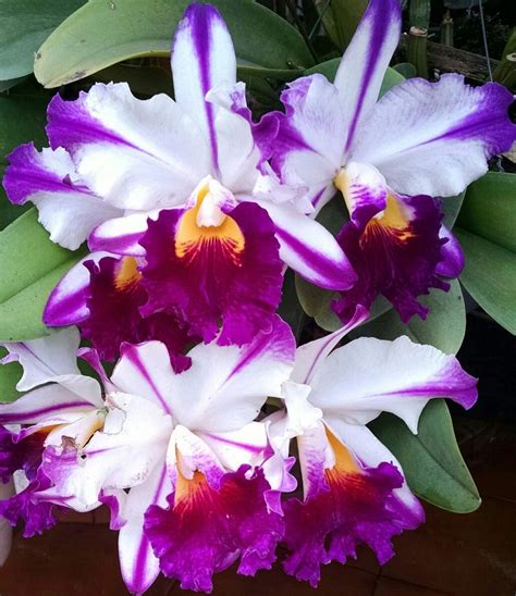 Cattleya Orchids Plants