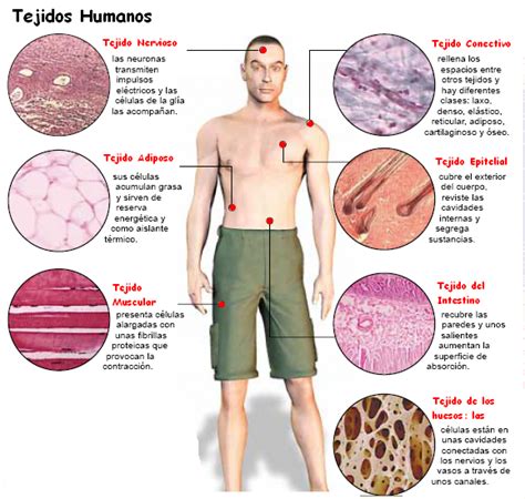 Unidad De Aprendizaje Histologia Y Embriologia De Células A Tejidos