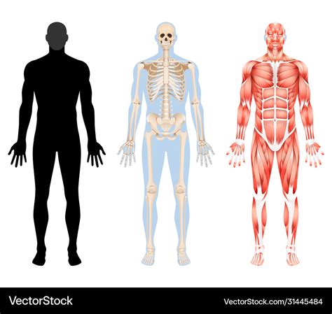 Human Body Skeleton And Muscular System Royalty Free Vector