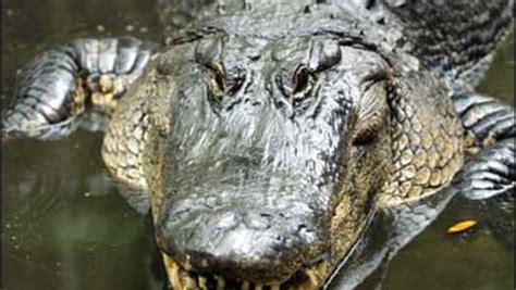 3 Killed By Fla Alligators In 1 Week Cbs News