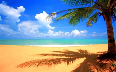 Beach With Palm Tree Cool Twitter Backgrounds Beach
