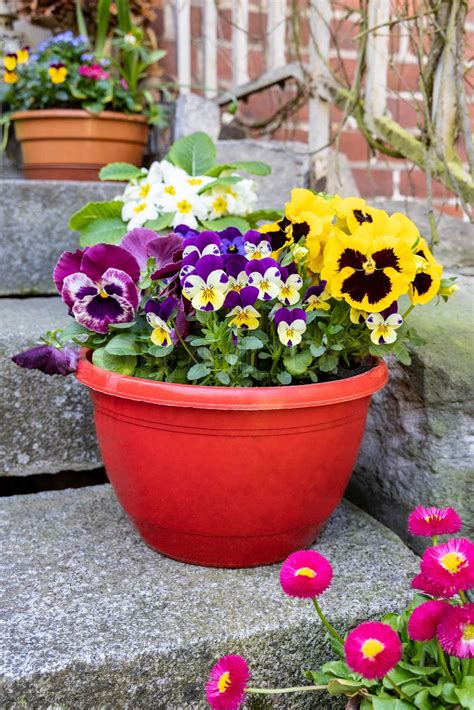 Pansy Flowers Grow In A Plastic Pot Stock Image Colourbox