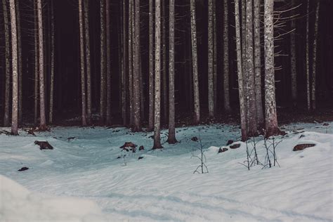 Free Images Black Background Cold Countryside Dark Forest