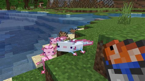 Interesting Game Reviews How To Tame Axolotls In Minecraft Pcgamesn