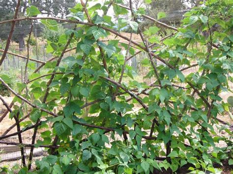 How to plant green bean seeds: Growing Green Beans, Planting Green Beans