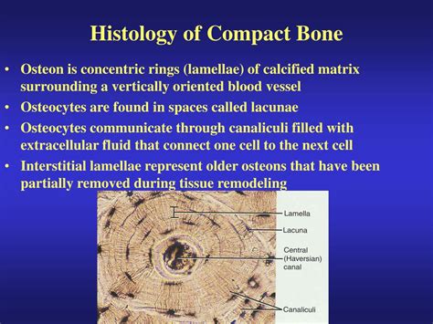 Inside Long Bone Anatomy