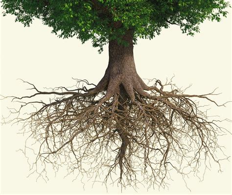 Tree with deep roots ost. growing roots | Oak Tree Community Church