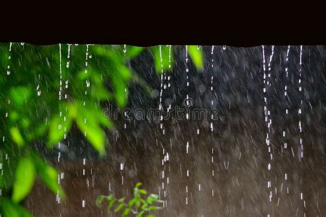 Rainfall Is Falling On Rainy Day Stock Photo Image Of Background