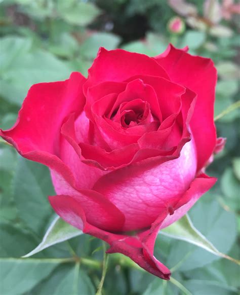 Rose Esmeralda Rose Flowers Blooming Rose