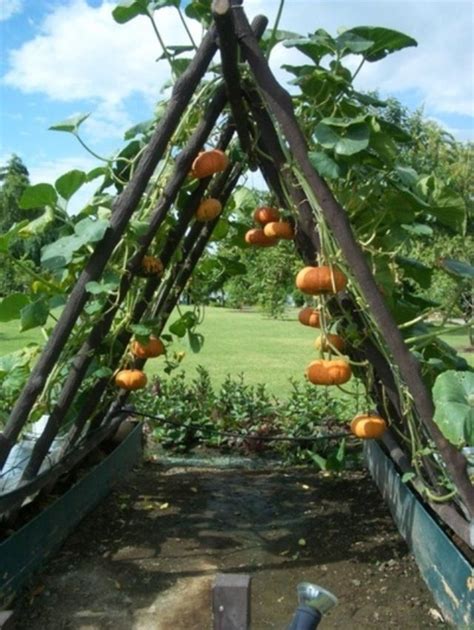 How To Grow Squash Vertically Plants Outdoor Gardens Pumpkin Trellis