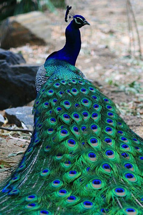 Beautiful Peacock ♥ Pretty Birds Beautiful Birds Animals Beautiful