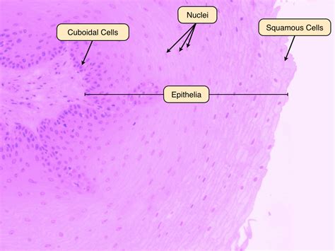 Simple Squamous Epithelium In Microscope