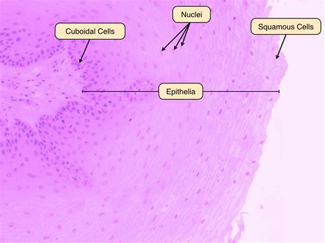 Epithelial cells line various surfaces of the body, including the skin, blood vessels, organs, and urinary tract. Epithelium Lab