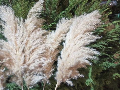 Pampas Grass One 1 Tige Couleur Ivoire Crème Décor Etsy France