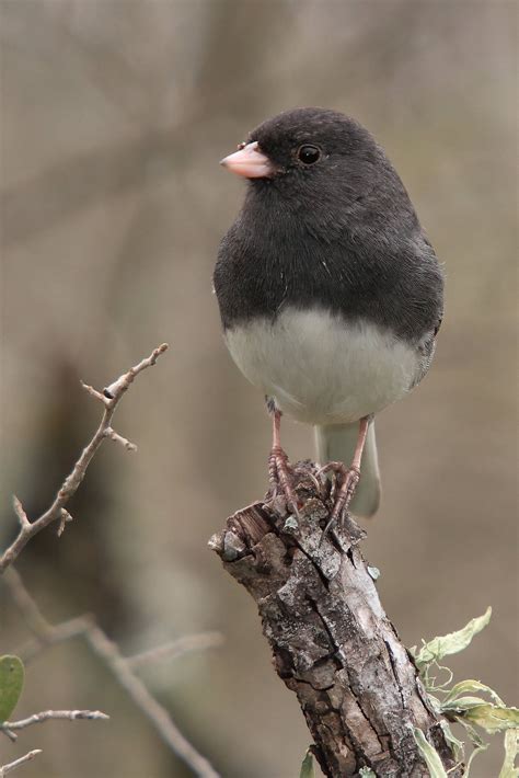 Dark Eyed Junco Common Birds Beautiful Birds Wild Birds