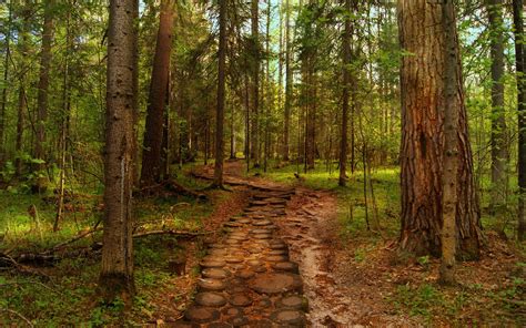 Landscapes Forest Hdr Woods Trunks Path Trail Wallpaper 2560x1600