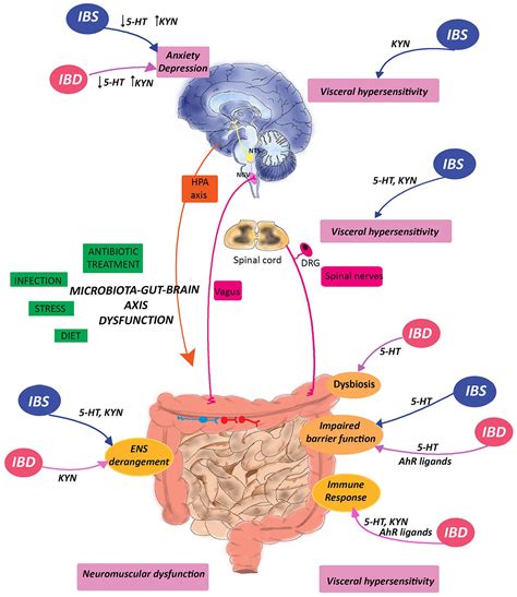 Tryptophan Metabolites Along The Microbiota Gut Brain Axis An