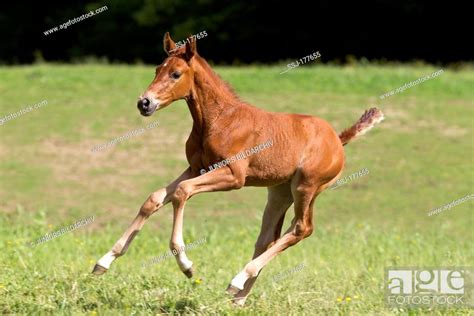 Austrian Warmblood Foal Galloping On A Meadow Stock Photo Picture