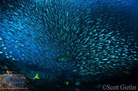 Photographing Schooling Fish Tips And Tutorialunderwater Photography