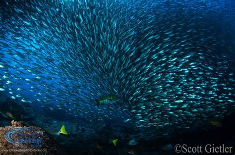 The fish revitalization program is a new workforce development program in carson city to move underemployed clients from minimum wage jobs to meaningful careers with local employers. Photographing schooling fish, tips and tutorial ...
