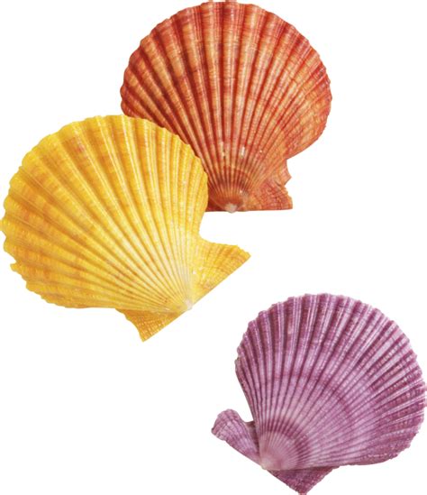 Seashell Transparent Isolated Images Png Png Mart