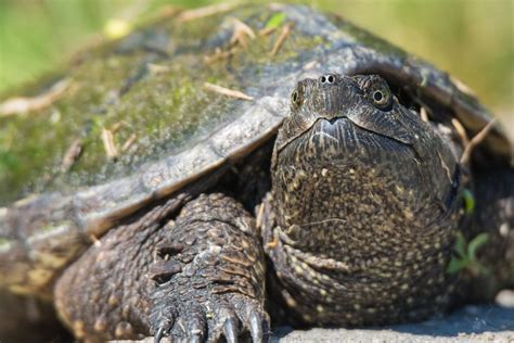 Nature Groups Asking Ontario Government To Ban Snapping Turtle Hunt