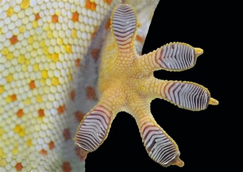 Scientists Gain Fresh Insight Into The Secret Of How Gecko Feet Stay