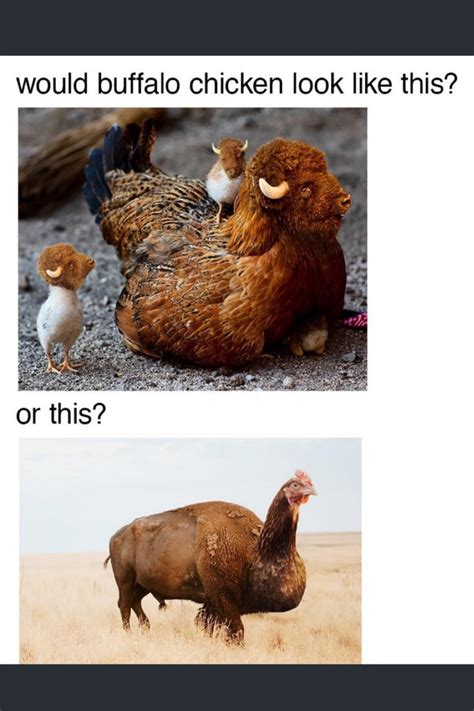 Buffalo Chicken Meme Guy