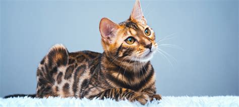 By crossing prionailurus bengalensis with the more familiar felis catus, a new. Bengal | Exotic House Cat