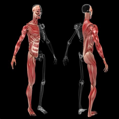 Anatomy Muscle Human Free Image On Pixabay
