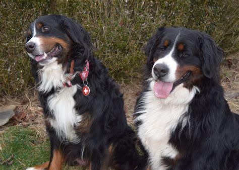 Bernese Mountain Dog Puppies For Sale Burnsville Nc 325505